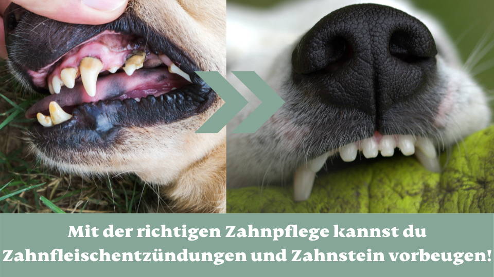 Mundgeruch beim Hund Was kannst du tun? mammaly